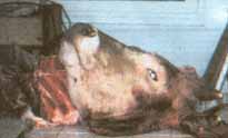 massacres2.jpg (7510 byte)
